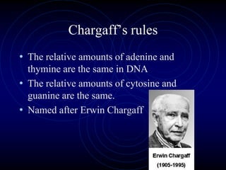 Chargaff’s rules
• The relative amounts of adenine and
thymine are the same in DNA
• The relative amounts of cytosine and
guanine are the same.
• Named after Erwin Chargaff
 