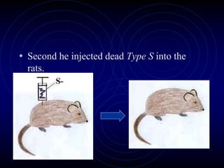 • Second he injected dead Type S into the
rats.
 