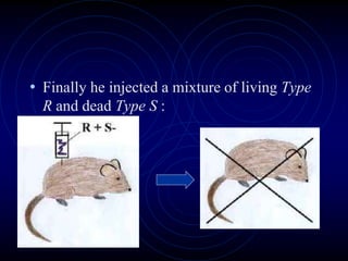 • Finally he injected a mixture of living Type
R and dead Type S :
 