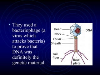 • They used a
bacteriophage (a
virus which
attacks bacteria)
to prove that
DNA was
definitely the
genetic material.
 