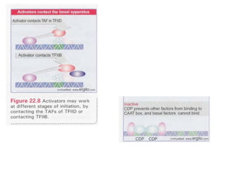Transcription factors and its DNA binding domain | PPT