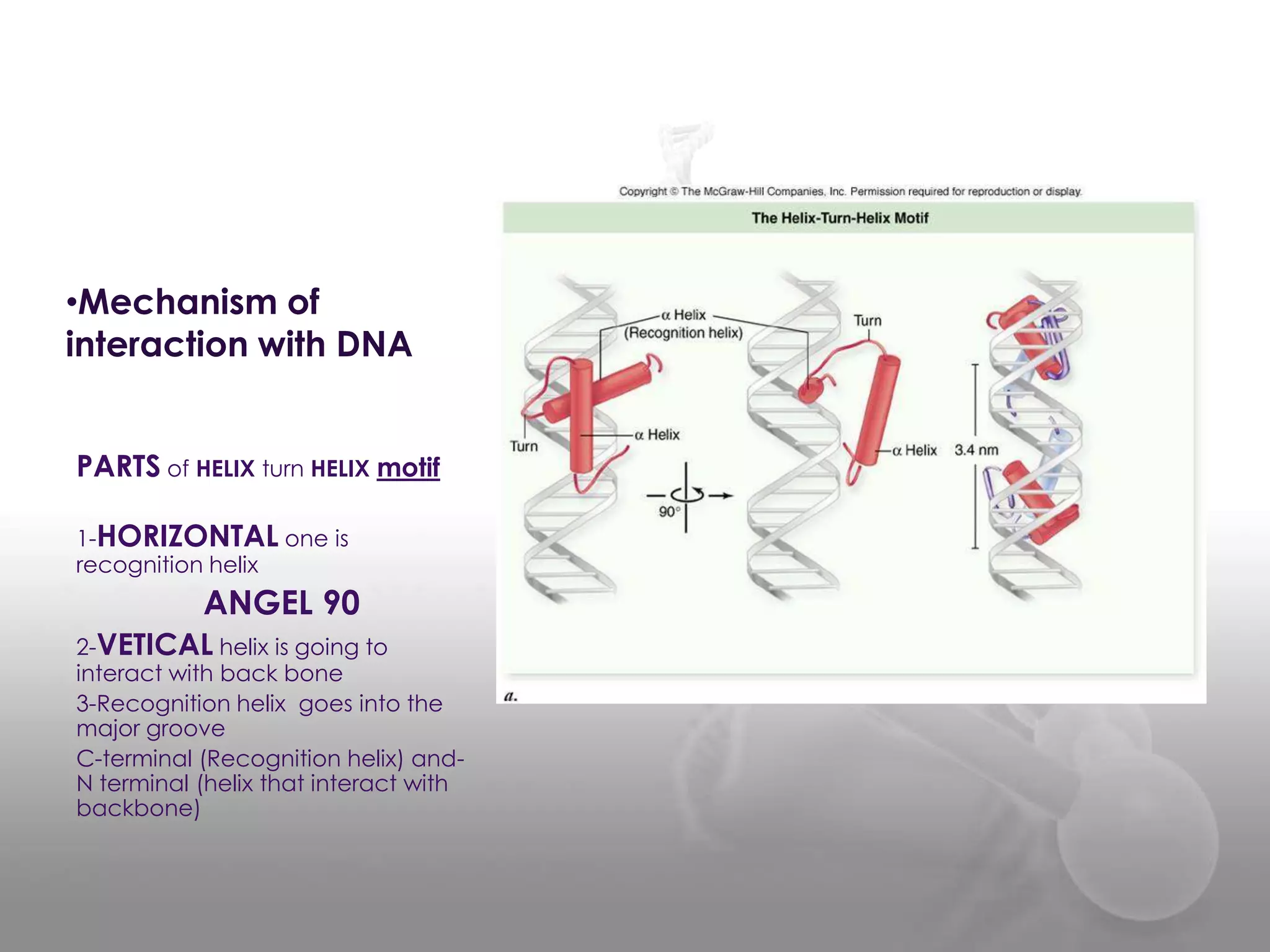 •Mechanism of
interaction with DNA
PARTS of HELIX turn HELIX motif
1-HORIZONTAL one is
recognition helix

ANGEL 90
2-VETICAL helix is going to
interact with back bone
3-Recognition helix goes into the
major groove
C-terminal (Recognition helix) andN terminal (helix that interact with
backbone)

 