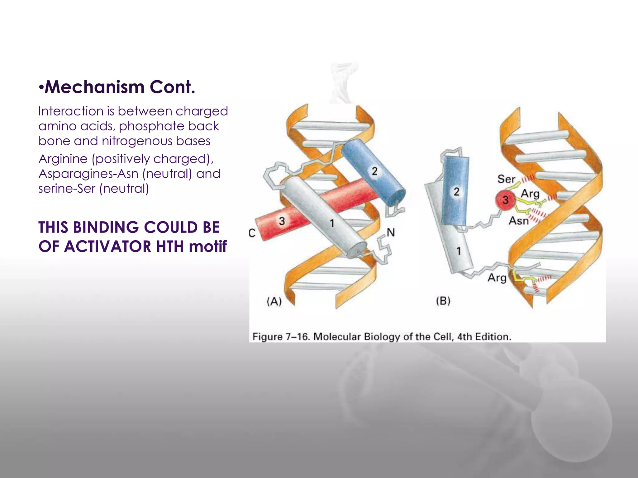 •Mechanism Cont.
Interaction is between charged
amino acids, phosphate back
bone and nitrogenous bases
Arginine (positively charged),
Asparagines-Asn (neutral) and
serine-Ser (neutral)

THIS BINDING COULD BE
OF ACTIVATOR HTH motif

 