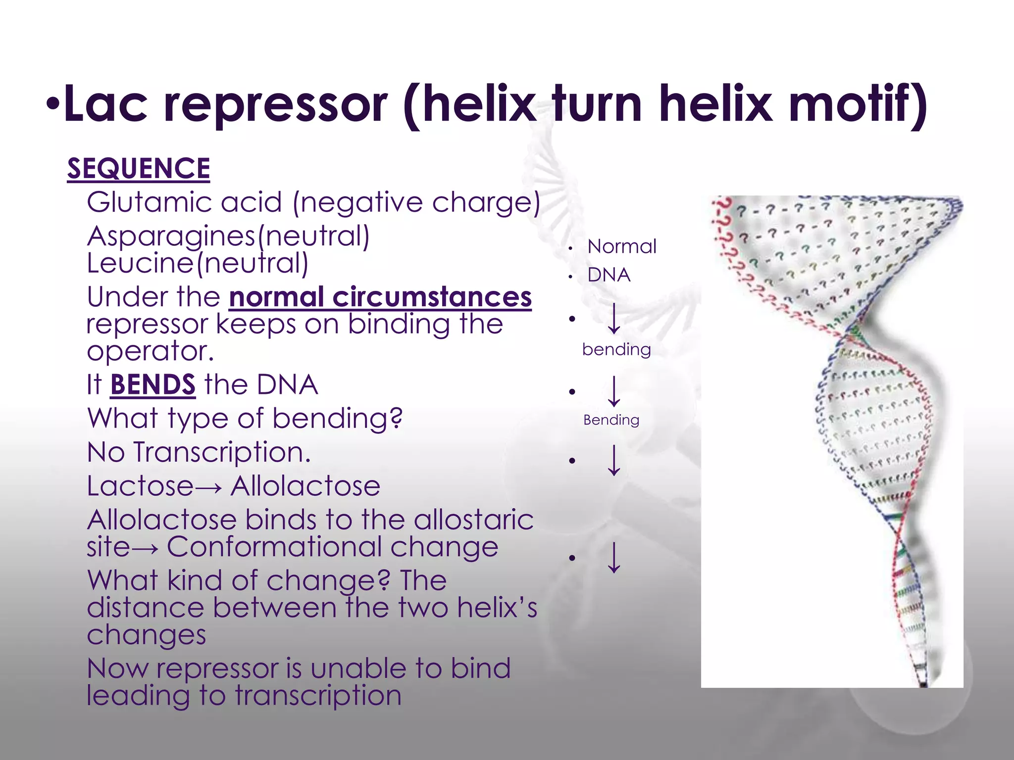 •Lac repressor (helix turn helix motif)
SEQUENCE
Glutamic acid (negative charge)
Asparagines(neutral)
Leucine(neutral)
Under the normal circumstances
repressor keeps on binding the
operator.
It BENDS the DNA
What type of bending?
No Transcription.
Lactose→ Allolactose
Allolactose binds to the allostaric
site→ Conformational change
What kind of change? The
distance between the two helix’s
changes
Now repressor is unable to bind
leading to transcription

•
•

•

Normal
DNA

↓
bending

•

↓
Bending

•

↓

•

↓

 