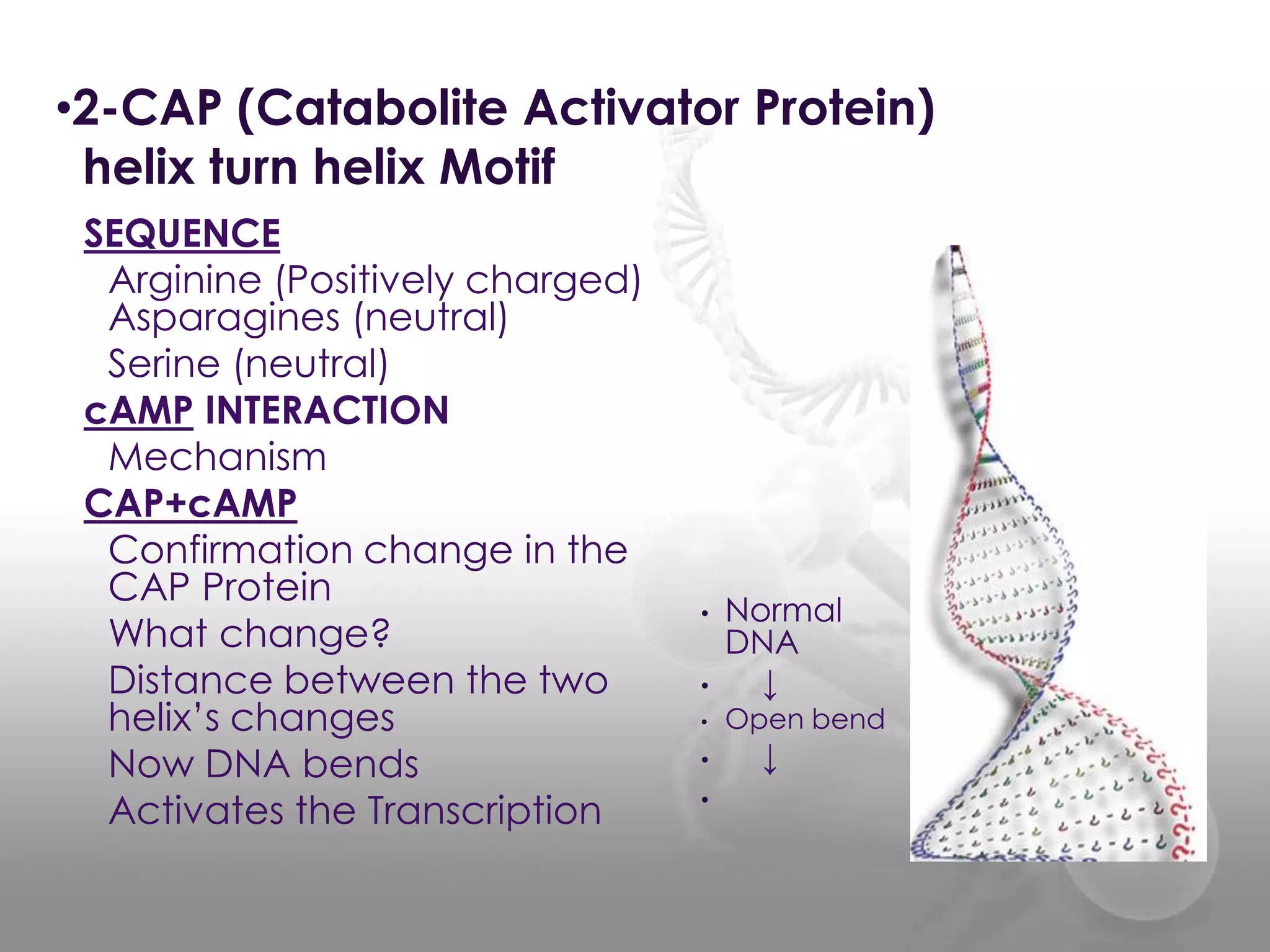 •2-CAP (Catabolite Activator Protein)
helix turn helix Motif
SEQUENCE
Arginine (Positively charged)
Asparagines (neutral)
Serine (neutral)
cAMP INTERACTION
Mechanism
CAP+cAMP
Confirmation change in the
CAP Protein
What change?
Distance between the two
helix’s changes
Now DNA bends
Activates the Transcription

•
•
•

•
•

Normal
DNA
↓

Open bend

↓

 
