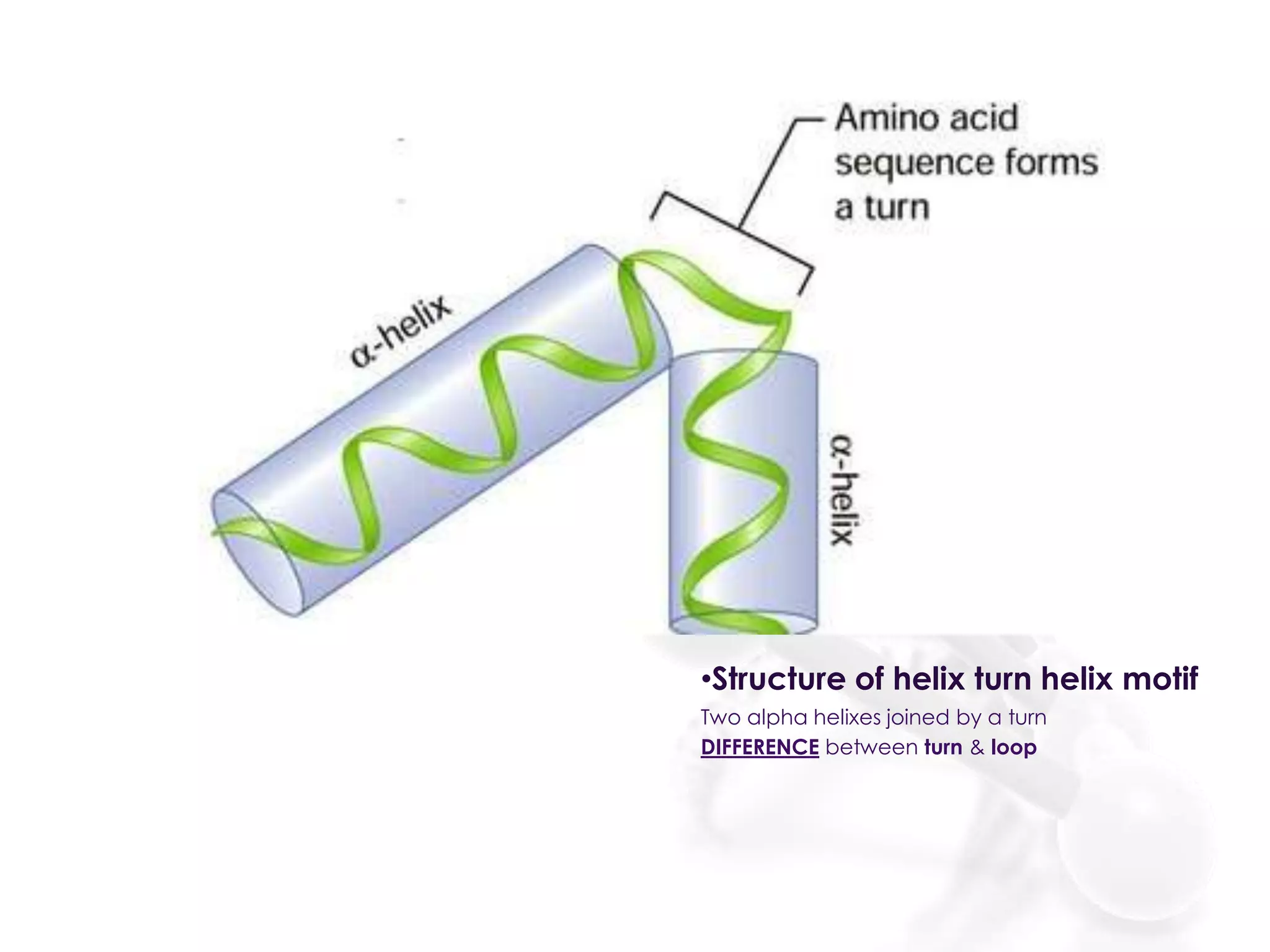 •Structure of helix turn helix motif
Two alpha helixes joined by a turn
DIFFERENCE between turn & loop

 