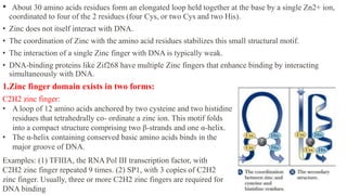 • About 30 amino acids residues form an elongated loop held together at the base by a single Zn2+ ion,
coordinated to four of the 2 residues (four Cys, or two Cys and two His).
• Zinc does not itself interact with DNA.
• The coordination of Zinc with the amino acid residues stabilizes this small structural motif.
• The interaction of a single Zinc finger with DNA is typically weak.
• DNA-binding proteins like Zif268 have multiple Zinc fingers that enhance binding by interacting
simultaneously with DNA.
1.Zinc finger domain exists in two forms:
C2H2 zinc finger:
• A loop of 12 amino acids anchored by two cysteine and two histidine
residues that tetrahedrally co- ordinate a zinc ion. This motif folds
into a compact structure comprising two β-strands and one α-helix.
• The α-helix containing conserved basic amino acids binds in the
major groove of DNA.
Examples: (1) TFIIIA, the RNA Pol III transcription factor, with
C2H2 zinc finger repeated 9 times. (2) SP1, with 3 copies of C2H2
zinc finger. Usually, three or more C2H2 zinc fingers are required for
DNA binding
 
