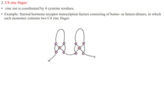2. C4 zinc finger:
• zinc ion is coordinated by 4 cysteine residues.
• Example: Steriod hormone receptor transcription factors consisting of homo- or hetero-dimers, in which
each monomer contains two C4 zinc finger.
 