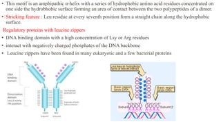 • This motif is an amphipathic α-helix with a series of hydrophobic amino acid residues concentrated on
one side the hydrobhobic surface forming an area of contact between the two polypeptides of a dimer.
• Stricking feature : Leu residue at every seventh position form a straight chain along the hydrophobic
surface.
Regulatory proteins with leucine zippers
• DNA binding domain with a high concentration of Lsy or Arg residues
• interact with negatively charged phosphates of the DNA backbone
• Leucine zippers have been found in many eukaryotic and a few bacterial proteins
 