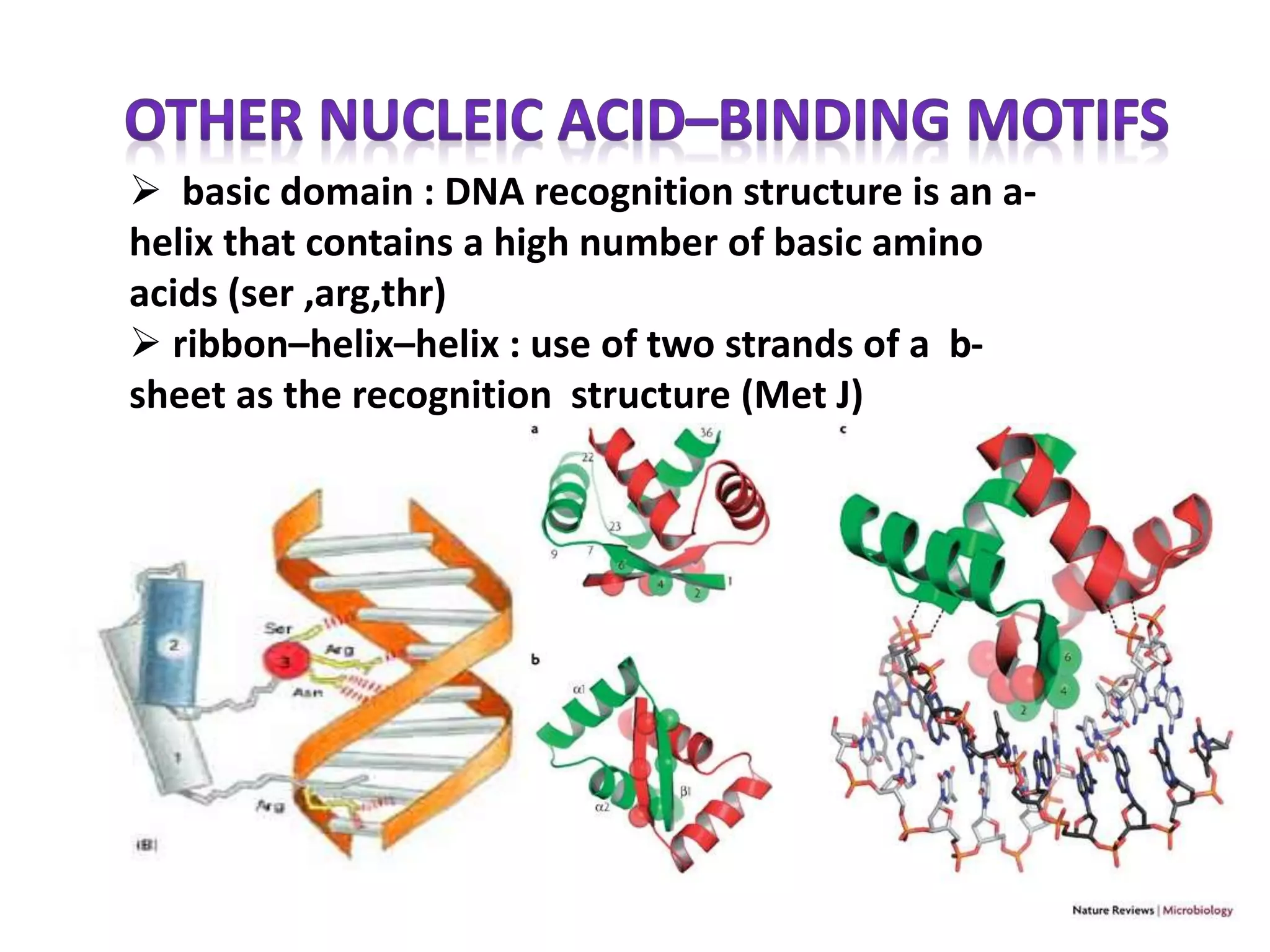  basic domain : DNA recognition structure is an a-
helix that contains a high number of basic amino
acids (ser ,arg,thr)
 ribbon–helix–helix : use of two strands of a b-
sheet as the recognition structure (Met J)
 