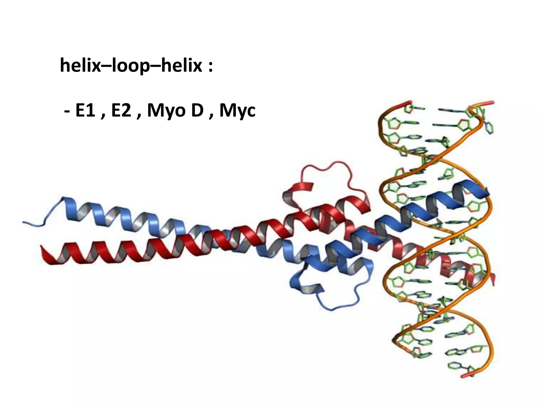 helix–loop–helix :
- E1 , E2 , Myo D , Myc
 