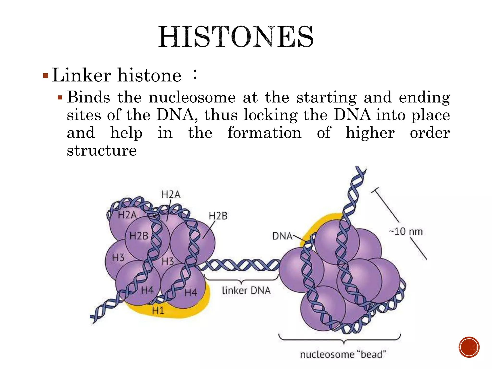 Dna binding proteins | PPTX