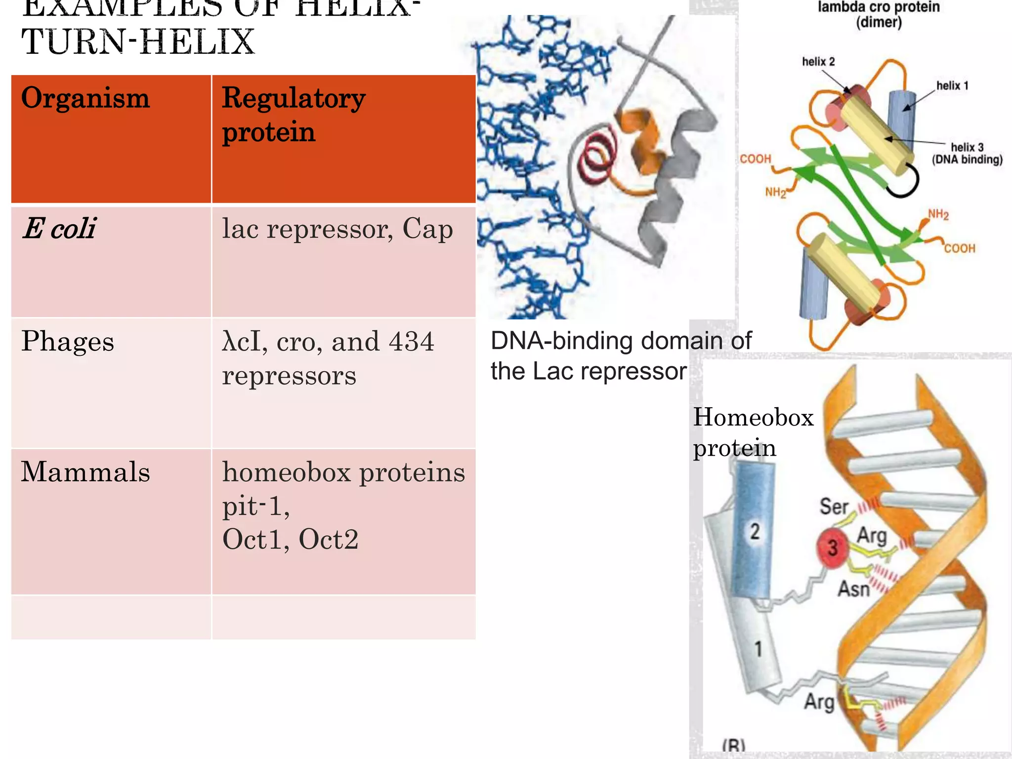 Dna binding proteins | PPTX