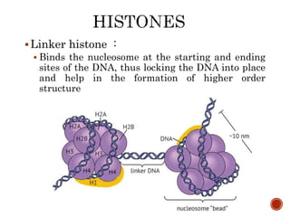 Dna binding proteins | PPTX