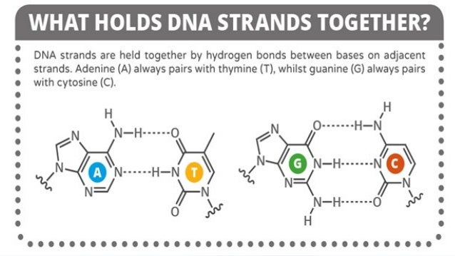 Dna Rna