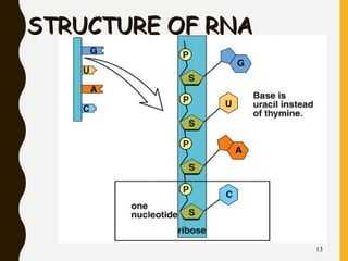 STRUCTURE OF RNASTRUCTURE OF RNA
13
 