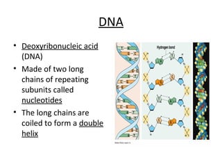 DNA 
• Deoxyribonucleic acid 
(DNA) 
• Made of two long 
chains of repeating 
subunits called 
nucleotides 
• The long chains are 
coiled to form a double 
helix 
 