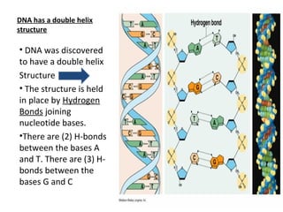 DNA has a double helix 
structure 
• DNA was discovered 
to have a double helix 
Structure 
• The structure is held 
in place by Hydrogen 
Bonds joining 
nucleotide bases. 
•There are (2) H-bonds 
between the bases A 
and T. There are (3) H-bonds 
between the 
bases G and C 
 