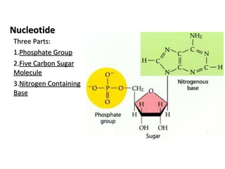 NNuucclleeoottiiddee 
TThhrreeee PPaarrttss:: 
11..PPhhoosspphhaattee GGrroouupp 
22..FFiivvee CCaarrbboonn SSuuggaarr 
MMoolleeccuullee 
33..NNiittrrooggeenn CCoonnttaaiinniinngg 
BBaassee 
 