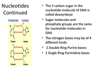 Nucleotides 
Continued 
• TThhee 55 ccaarrbboonn ssuuggaarr iinn tthhee 
nnuucclleeoottiiddee mmoolleeccuullee ooff DDNNAA iiss 
ccaalllleedd ddeeooxxyyrriibboossee 
• SSuuggaarr mmoolleeccuulleess aanndd 
pphhoosspphhaattee ggrroouuppss aarree tthhee ssaammee 
ffoorr nnuucclleeoottiiddee mmoolleeccuulleess iinn 
DDNNAA 
• TThhee nniittrrooggeenn bbaasseess mmaayy bbee ooff 44 
ddiiffffeerreenntt kkiinnddss 
• 22 DDoouubbllee RRiinngg PPuurriinnee bbaasseess:: 
• 22 SSiinnggllee RRiinngg PPyyrriimmiiddiinnee bbaasseess 
 