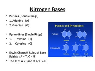 NNiittrrooggeenn BBaasseess 
• PPuurriinneess ((DDoouubbllee RRiinnggss)) 
• 11.. AAddeenniinnee ((AA)) 
• 22.. GGuuaanniinnee ((GG)) 
• PPyyrriimmiiddiinneess ((SSiinnggllee RRiinnggss)) 
• 11.. TThhyymmiinnee ((TT)) 
• 22.. CCyyttoossiinnee ((CC)) 
• EErrwwiinn CChhaarrggaaffff RRuulleess ooff BBaassee 
PPaaiirriinngg :: AA == TT,, CC == GG 
• TThhee %% ooff AA ==TT aanndd %% ooff GG == CC 
 