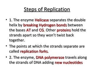 SStteeppss ooff RReepplliiccaattiioonn 
• 11.. TThhee eennzzyymmee HHeelliiccaassee sseeppaarraatteess tthhee ddoouubbllee 
hheelliixx bbyy bbrreeaakkiinngg HHyyddrrooggeenn bboonnddss bbeettwweeeenn 
tthhee bbaasseess AATT aanndd CCGG.. OOtthheerr pprrootteeiinnss hhoolldd tthhee 
ssttrraannddss aappaarrtt ssoo tthheeyy wwoonn’’tt ttwwiisstt bbaacckk 
ttooggeetthheerr.. 
• TThhee ppooiinnttss aatt wwhhiicchh tthhee ssttrraannddss sseeppaarraattee aarree 
ccaalllleedd rreepplliiccaattiioonn ffoorrkkss.. 
• 22.. TThhee eennzzyymmee,, DDNNAA ppoollyymmeerraassee ttrraavveellss aalloonngg 
tthhee ssttrraannddss ooff DDNNAA aaddddiinngg nneeww nnuucclleeoottiiddeess 
 