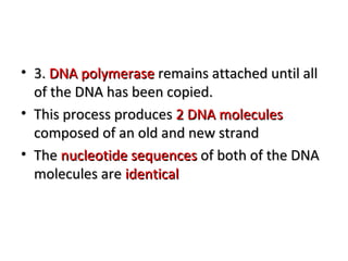 • 33.. DDNNAA ppoollyymmeerraassee rreemmaaiinnss aattttaacchheedd uunnttiill aallll 
ooff tthhee DDNNAA hhaass bbeeeenn ccooppiieedd.. 
• TThhiiss pprroocceessss pprroodduucceess 22 DDNNAA mmoolleeccuulleess 
ccoommppoosseedd ooff aann oolldd aanndd nneeww ssttrraanndd 
• TThhee nnuucclleeoottiiddee sseeqquueenncceess ooff bbootthh ooff tthhee DDNNAA 
mmoolleeccuulleess aarree iiddeennttiiccaall 
 