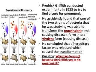 EExxppeerriimmeennttaall DDiissccoovveerryy 
• FFrreeddrriicckk GGrriiffffiitthh ccoonndduucctteedd 
eexxppeerriimmeennttss iinn 1199228 ttoo ttrryy ttoo 
ffiinndd aa ccuurree ffoorr ppnneeuummoonniiaa.. 
• HHee aacccciiddeennttllyy ffoouunndd tthhaatt oonnee ooff 
tthhee ttwwoo ssttrraaiinnss ooff bbaacctteerriiaa tthhaatt 
hhee wwaass ssttuuddyyiinngg wwaass aabbllee ttoo 
ttrraannssffoorrmm tthhee nnoonnvviirruulleenntt (( nnoott 
ccaauussiinngg ddiisseeaassee)).. ffoorrmm iinnttoo aa 
vviirruulleenntt ffoorrmm ((ccaauussiinngg ddiisseeaassee)) 
• HHee ccoonncclluuddeedd tthhaatt aa hheerreeddiittaarryy 
ffaaccttoorr wwaass rreelleeaasseedd wwhhiicchh 
ccaauusseedd tthhee ttrraannssffoorrmmaattiioonn 
• QQuueessttiioonn:: WWhhaatt ttwwoo ffoorrmmss ooff 
bbaacctteerriiaa ddiidd GGrriiffffiitthh uussee iinn hhiiss 
eexxppeerriimmeenntt?? 
 