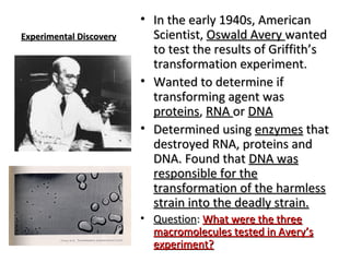 EExxppeerriimmeennttaall DDiissccoovveerryy 
• IInn tthhee eeaarrllyy 11994400ss,, AAmmeerriiccaann 
SScciieennttiisstt,, OOsswwaalldd AAvveerryy wwaanntteedd 
ttoo tteesstt tthhee rreessuullttss ooff GGrriiffffiitthh’’ss 
ttrraannssffoorrmmaattiioonn eexxppeerriimmeenntt.. 
• WWaanntteedd ttoo ddeetteerrmmiinnee iiff 
ttrraannssffoorrmmiinngg aaggeenntt wwaass 
pprrootteeiinnss,, RRNNAA oorr DDNNAA 
• DDeetteerrmmiinneedd uussiinngg eennzzyymmeess tthhaatt 
ddeessttrrooyyeedd RRNNAA,, pprrootteeiinnss aanndd 
DDNNAA.. FFoouunndd tthhaatt DDNNAA wwaass 
rreessppoonnssiibbllee ffoorr tthhee 
ttrraannssffoorrmmaattiioonn ooff tthhee hhaarrmmlleessss 
ssttrraaiinn iinnttoo tthhee ddeeaaddllyy ssttrraaiinn.. 
• QQuueessttiioonn:: WWhhaatt wweerree tthhee tthhrreeee 
mmaaccrroommoolleeccuulleess tteesstteedd iinn AAvveerryy’’ss 
eexxppeerriimmeenntt?? 
 
