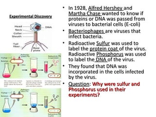 EExxppeerriimmeennttaall DDiissccoovveerryy 
• IInn 11992288,, AAllffrreedd HHeerrsshheeyy aanndd 
MMaarrtthhaa CChhaassee wwaanntteedd ttoo kknnooww iiff 
pprrootteeiinnss oorr DDNNAA wwaass ppaasssseedd ffrroomm 
vviirruusseess ttoo bbaacctteerriiaall cceellllss ((EE--ccoollii)) 
• BBaacctteerriioopphhaaggeess aarree vviirruusseess tthhaatt 
iinnffeecctt bbaacctteerriiaa.. 
• RRaaddiiooaaccttiivvee SSuullffuurr wwaass uusseedd ttoo 
llaabbeell tthhee pprrootteeiinn ccooaatt ooff tthhee vviirruuss.. 
RRaaddiiooaaccttiivvee PPhhoosspphhoorruuss wwaass uusseedd 
ttoo llaabbeell tthhee DDNNAA ooff tthhee vviirruuss.. 
• TThheeyy ffoouunndd tthhaatt DDNNAA wwaass 
iinnccoorrppoorraatteedd iinn tthhee cceellllss iinnffeecctteedd 
bbyy tthhee vviirruuss.. 
• QQuueessttiioonn:: WWhhyy wweerree ssuullffuurr aanndd 
PPhhoosspphhoorruuss uusseedd iinn tthheeiirr 
eexxppeerriimmeennttss?? 
 