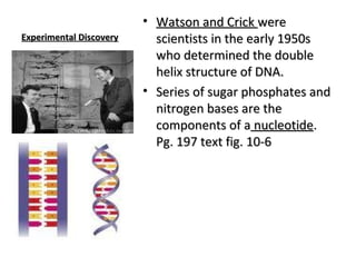 EExxppeerriimmeennttaall DDiissccoovveerryy 
• WWaattssoonn aanndd CCrriicckk wweerree 
sscciieennttiissttss iinn tthhee eeaarrllyy 11995500ss 
wwhhoo ddeetteerrmmiinneedd tthhee ddoouubbllee 
hheelliixx ssttrruuccttuurree ooff DDNNAA.. 
• SSeerriieess ooff ssuuggaarr pphhoosspphhaatteess aanndd 
nniittrrooggeenn bbaasseess aarree tthhee 
ccoommppoonneennttss ooff aa nnuucclleeoottiiddee.. 
PPgg.. 119977 tteexxtt ffiigg.. 1100--66 
 