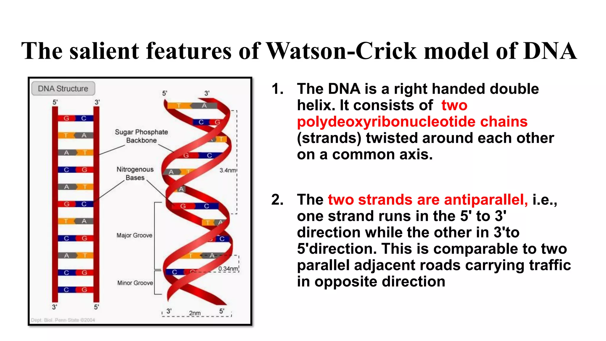The salient features of Watson-Crick model of DNA
1. The DNA is a right handed double
helix. lt consists of two
polydeoxyribonucleotide chains
(strands) twisted around each other
on a common axis.
2. The two strands are antiparallel, i.e.,
one strand runs in the 5' to 3'
direction while the other in 3'to
5'direction. This is comparable to two
parallel adjacent roads carrying traffic
in opposite direction
 