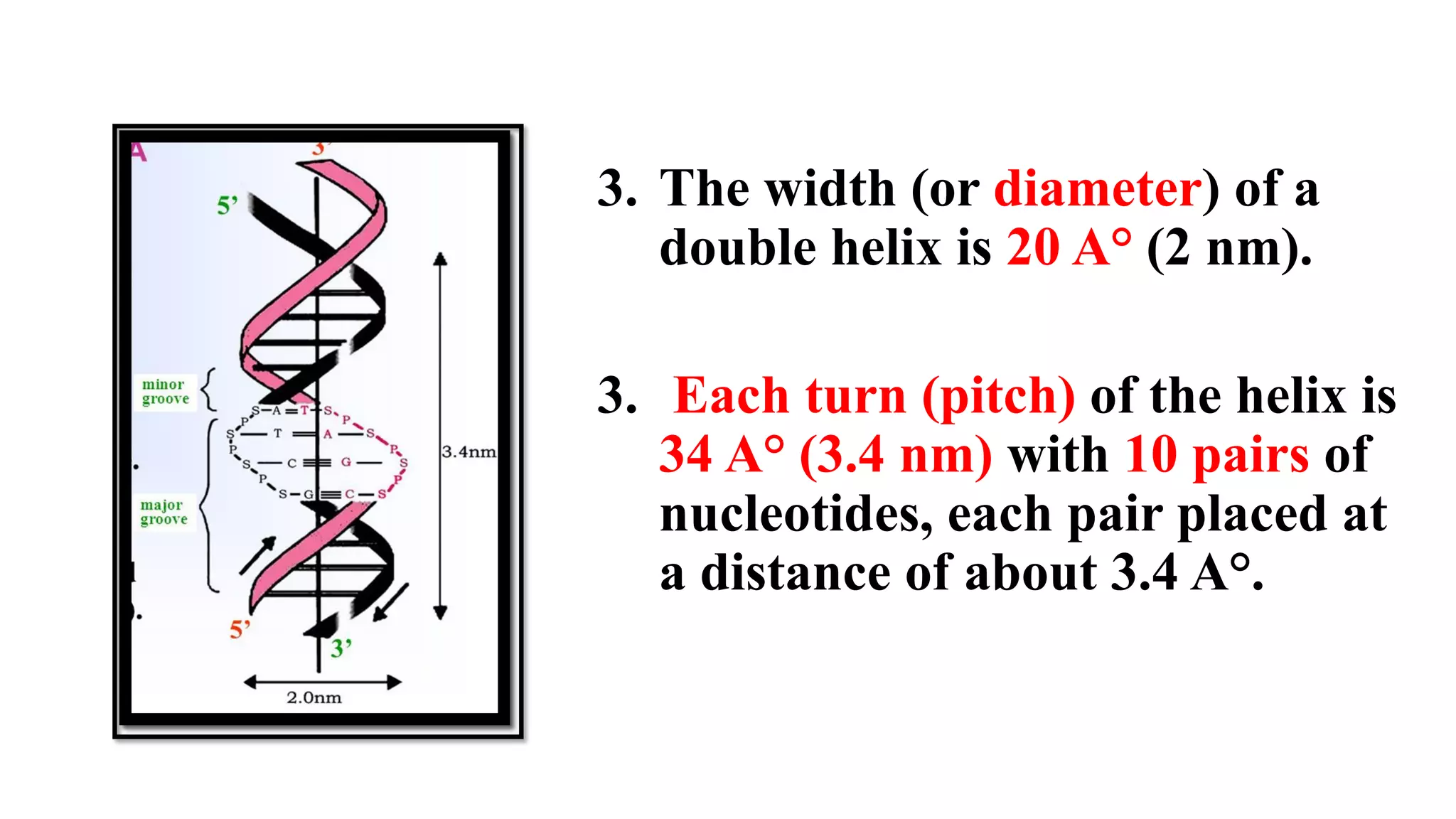 3. The width (or diameter) of a
double helix is 20 A° (2 nm).
3. Each turn (pitch) of the helix is
34 A° (3.4 nm) with 10 pairs of
nucleotides, each pair placed at
a distance of about 3.4 A°.
 