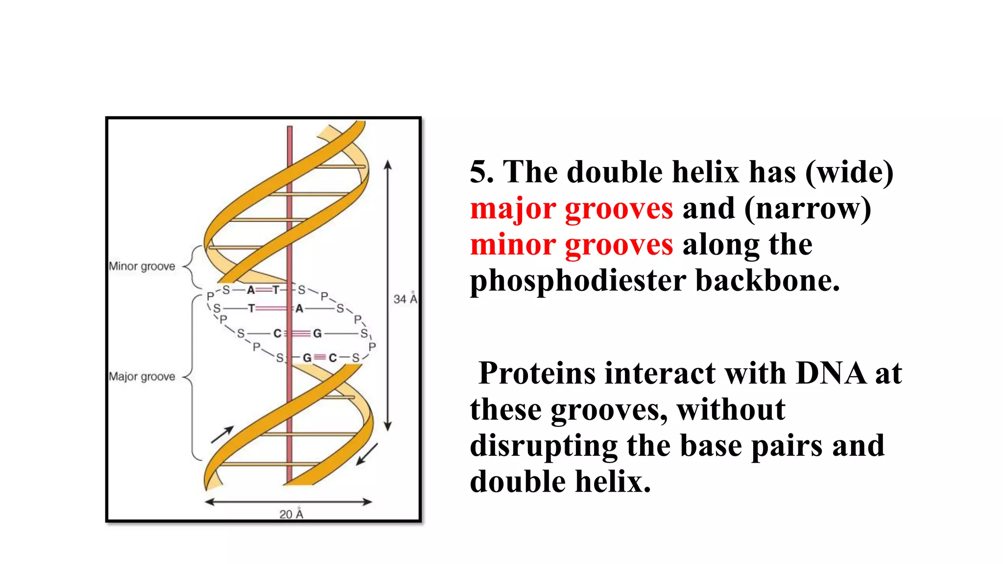 5. The double helix has (wide)
major grooves and (narrow)
minor grooves along the
phosphodiester backbone.
Proteins interact with DNA at
these grooves, without
disrupting the base pairs and
double helix.
 