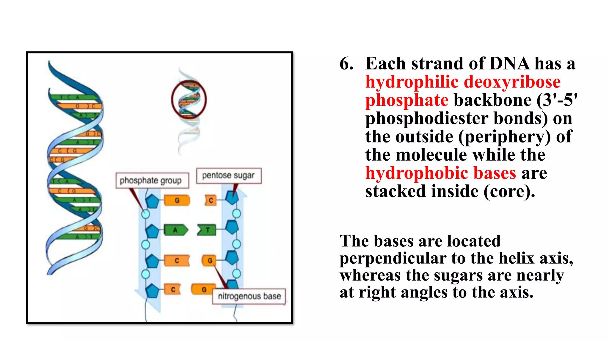 6. Each strand of DNA has a
hydrophilic deoxyribose
phosphate backbone (3'-5'
phosphodiester bonds) on
the outside (periphery) of
the molecule while the
hydrophobic bases are
stacked inside (core).
The bases are located
perpendicular to the helix axis,
whereas the sugars are nearly
at right angles to the axis.
 