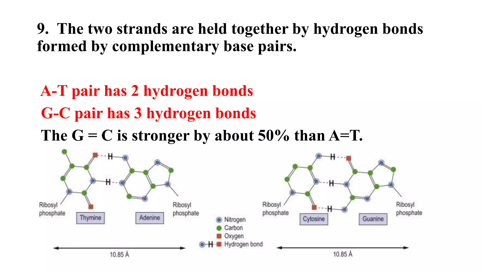 9. The two strands are held together by hydrogen bonds
formed by complementary base pairs.
A-T pair has 2 hydrogen bonds
G-C pair has 3 hydrogen bonds
The G = C is stronger by about 50% than A=T.
 