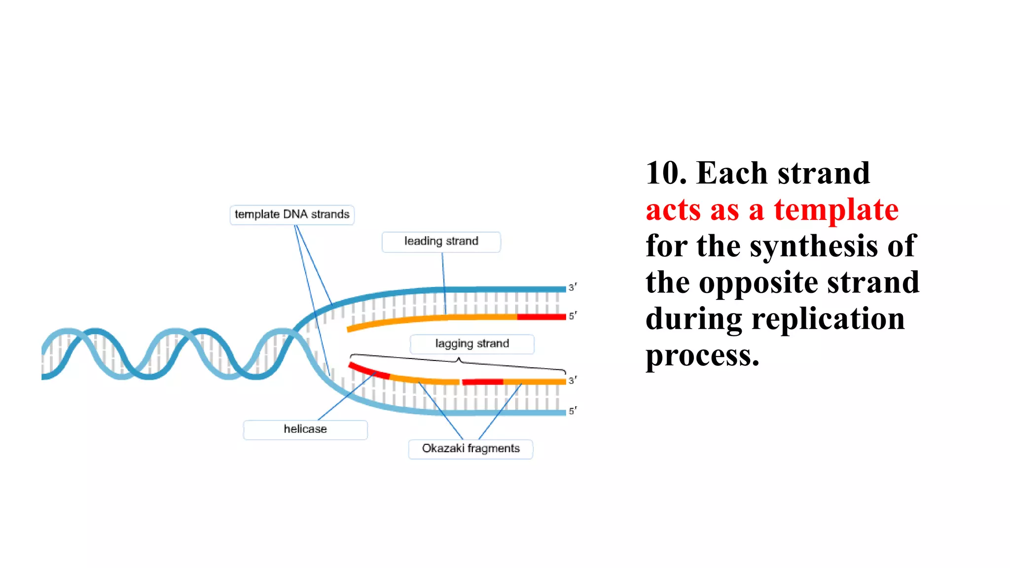 10. Each strand
acts as a template
for the synthesis of
the opposite strand
during replication
process.
 