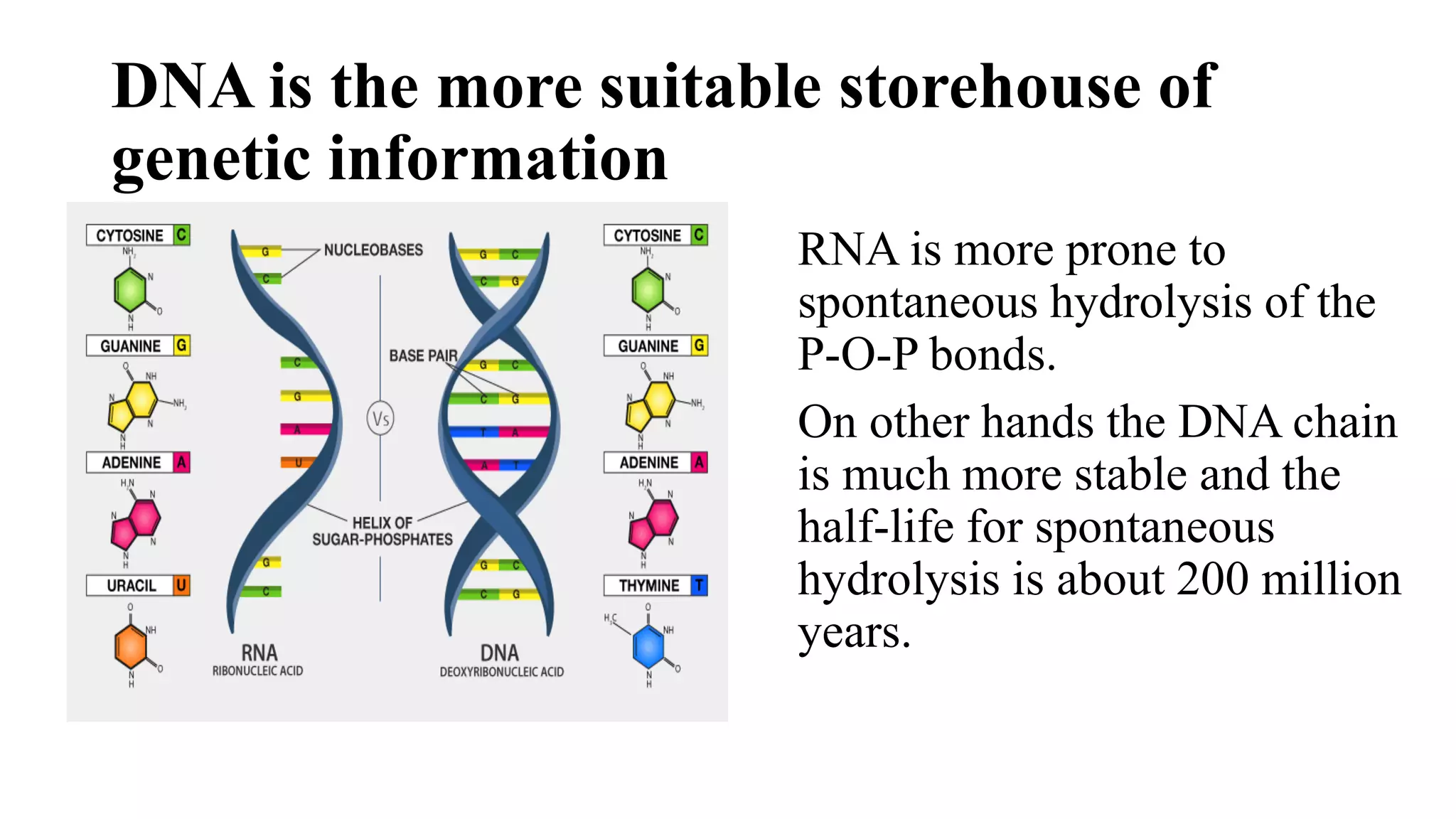 DNA is the more suitable storehouse of
genetic information
RNA is more prone to
spontaneous hydrolysis of the
P-O-P bonds.
On other hands the DNA chain
is much more stable and the
half-life for spontaneous
hydrolysis is about 200 million
years.
 