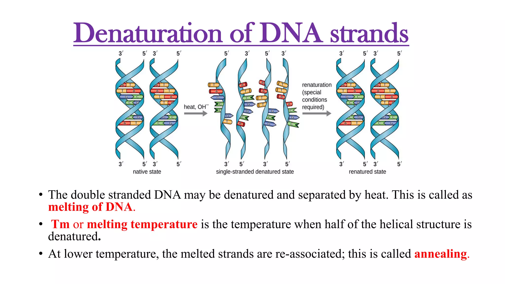 Denaturation of DNA strands
• The double stranded DNA may be denatured and separated by heat. This is called as
melting of DNA.
• Tm or melting temperature is the temperature when half of the helical structure is
denatured.
• At lower temperature, the melted strands are re-associated; this is called annealing.
 