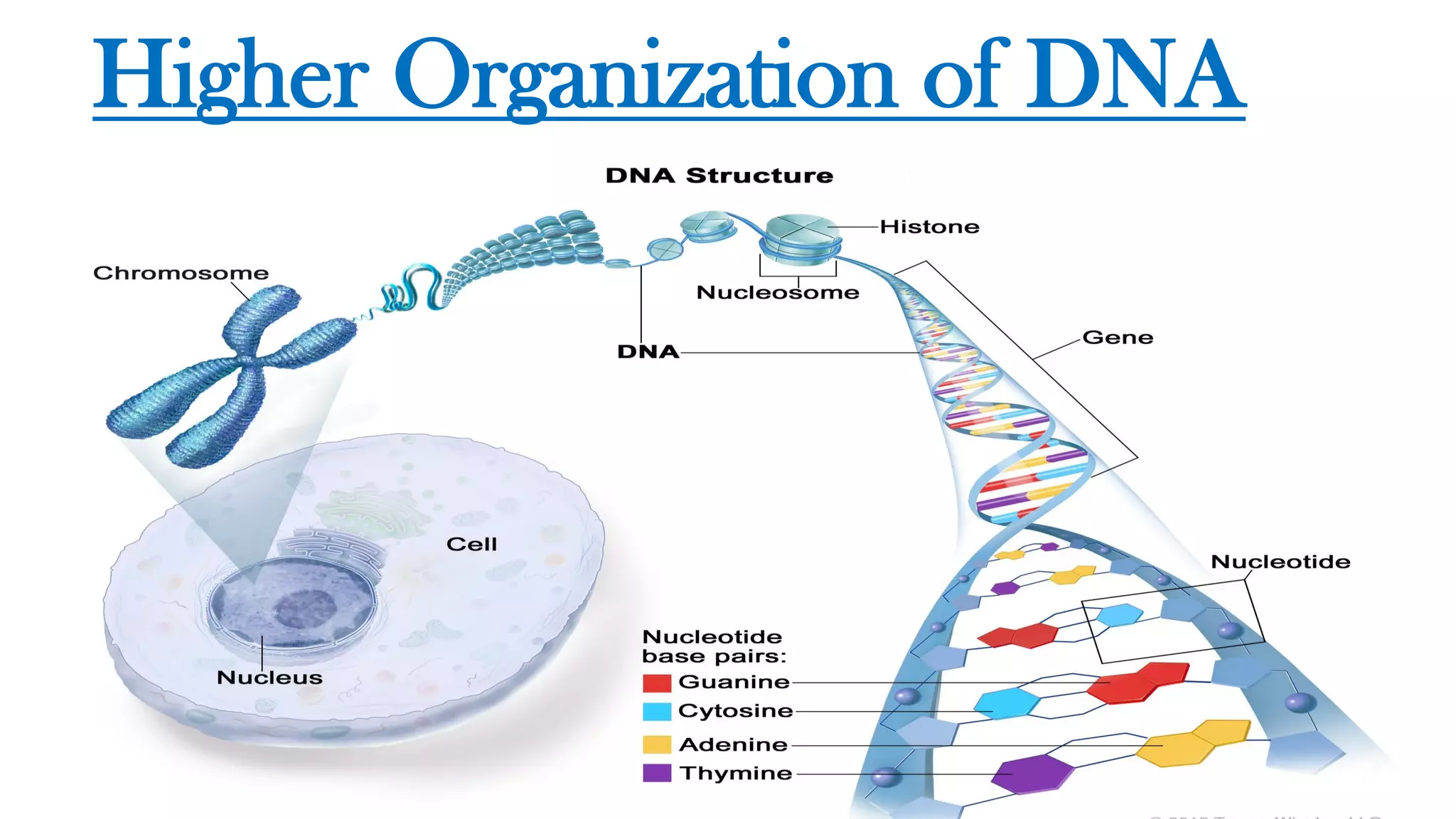 Higher Organization of DNA
 