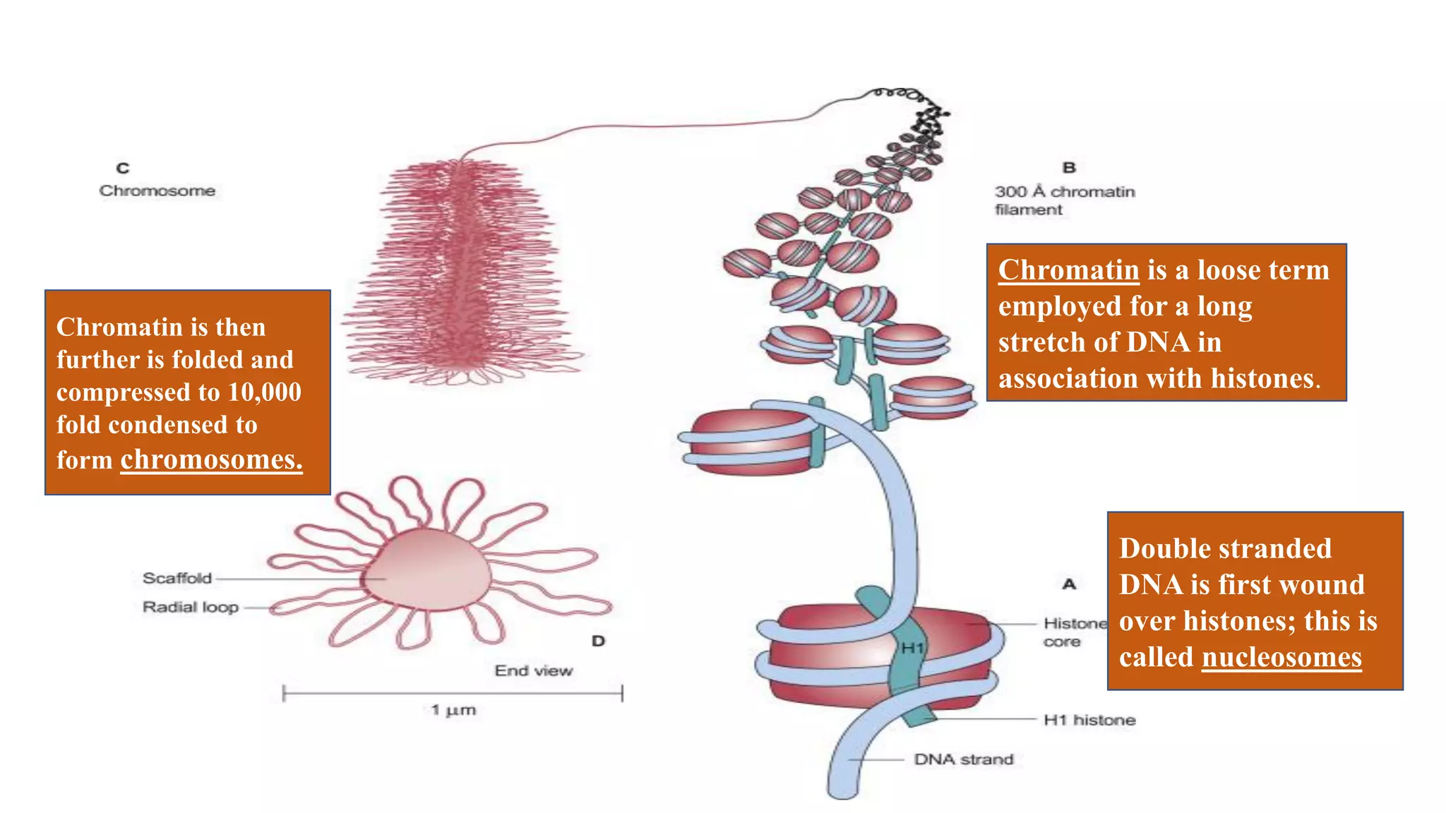 Chromatin is a loose term
employed for a long
stretch of DNA in
association with histones.
Chromatin is then
further is folded and
compressed to 10,000
fold condensed to
form chromosomes.
Double stranded
DNA is first wound
over histones; this is
called nucleosomes
 