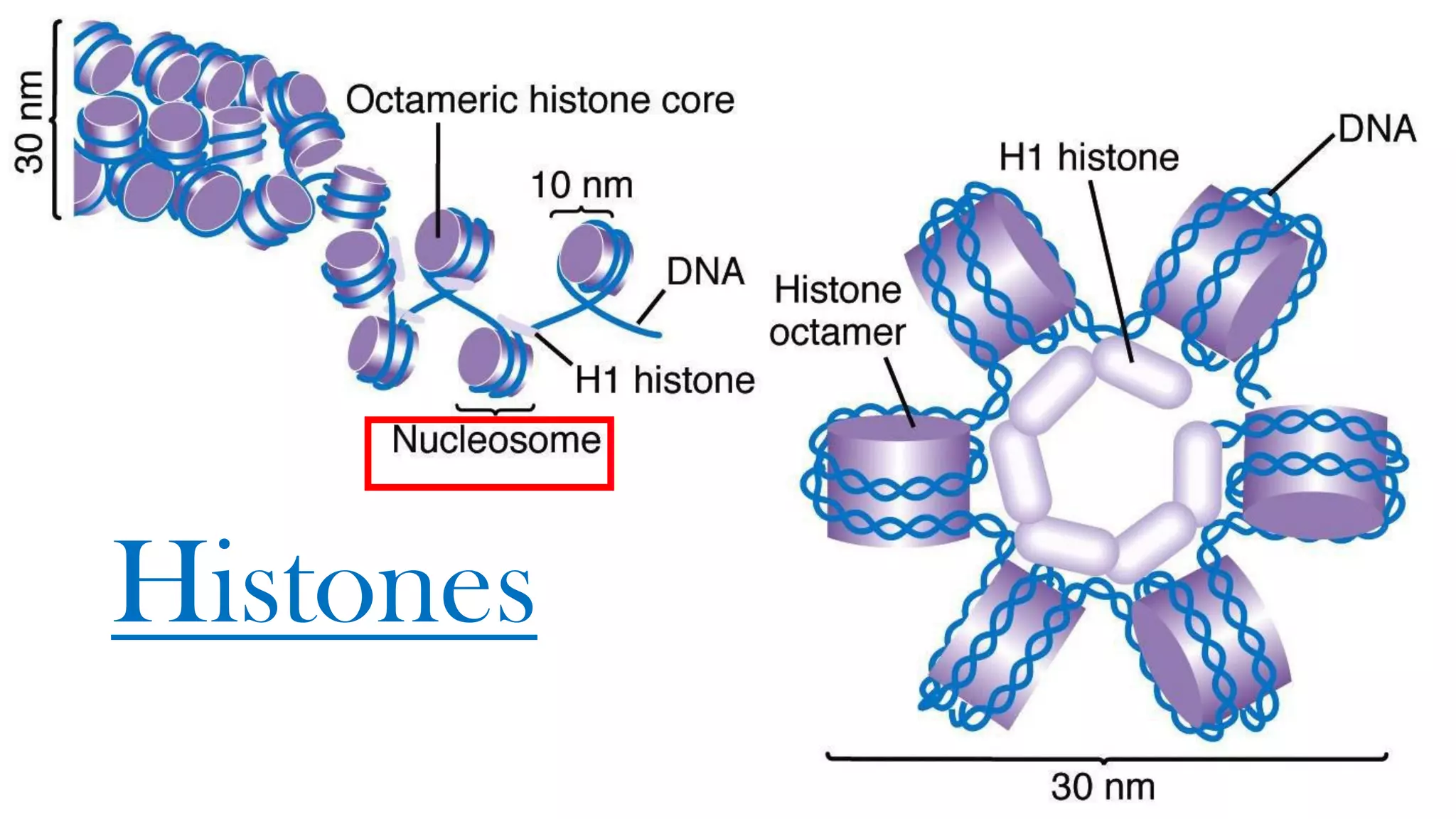 Histones
 