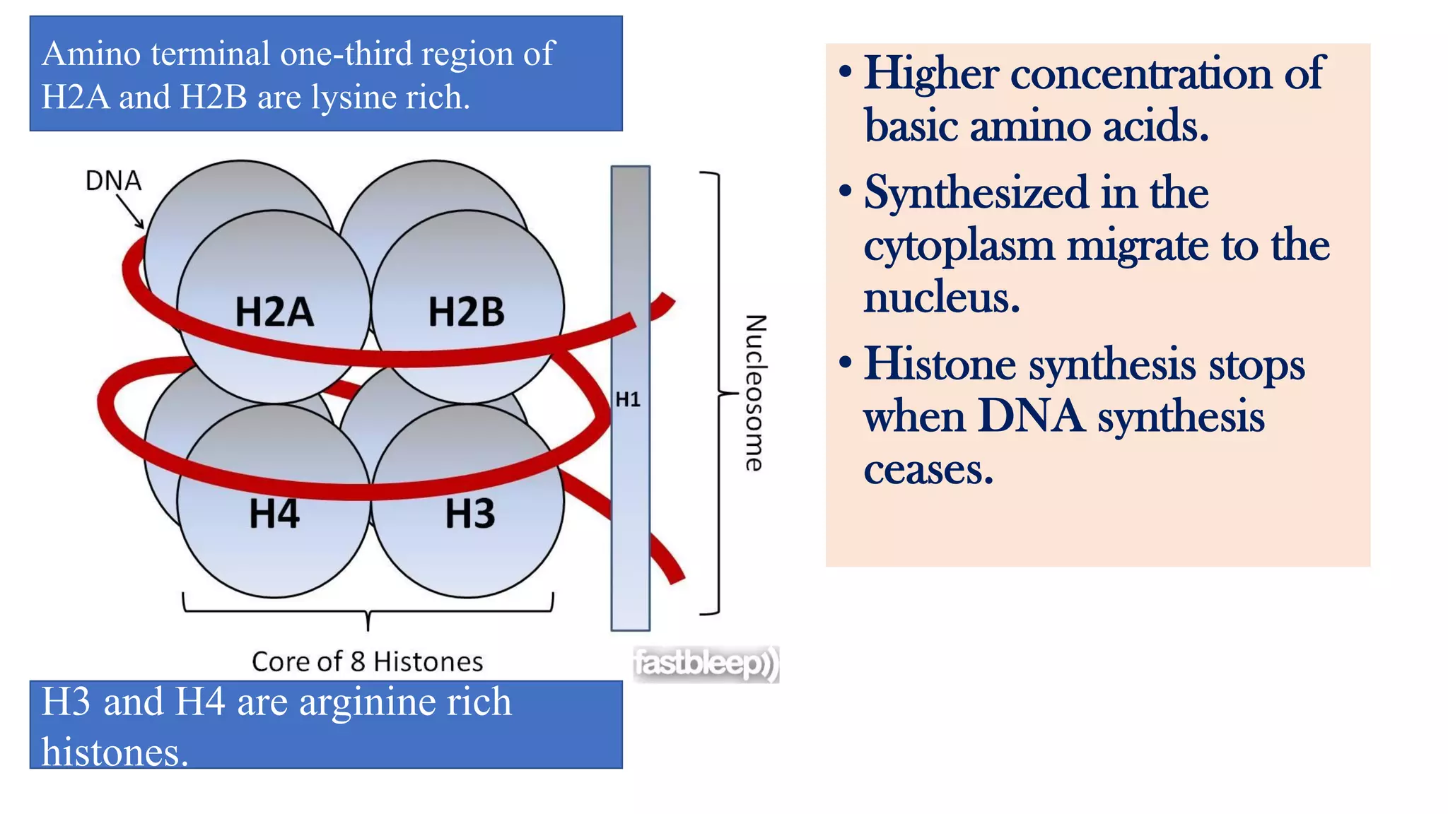 • Higher concentration of
basic amino acids.
• Synthesized in the
cytoplasm migrate to the
nucleus.
• Histone synthesis stops
when DNA synthesis
ceases.
Amino terminal one-third region of
H2A and H2B are lysine rich.
H3 and H4 are arginine rich
histones.
 