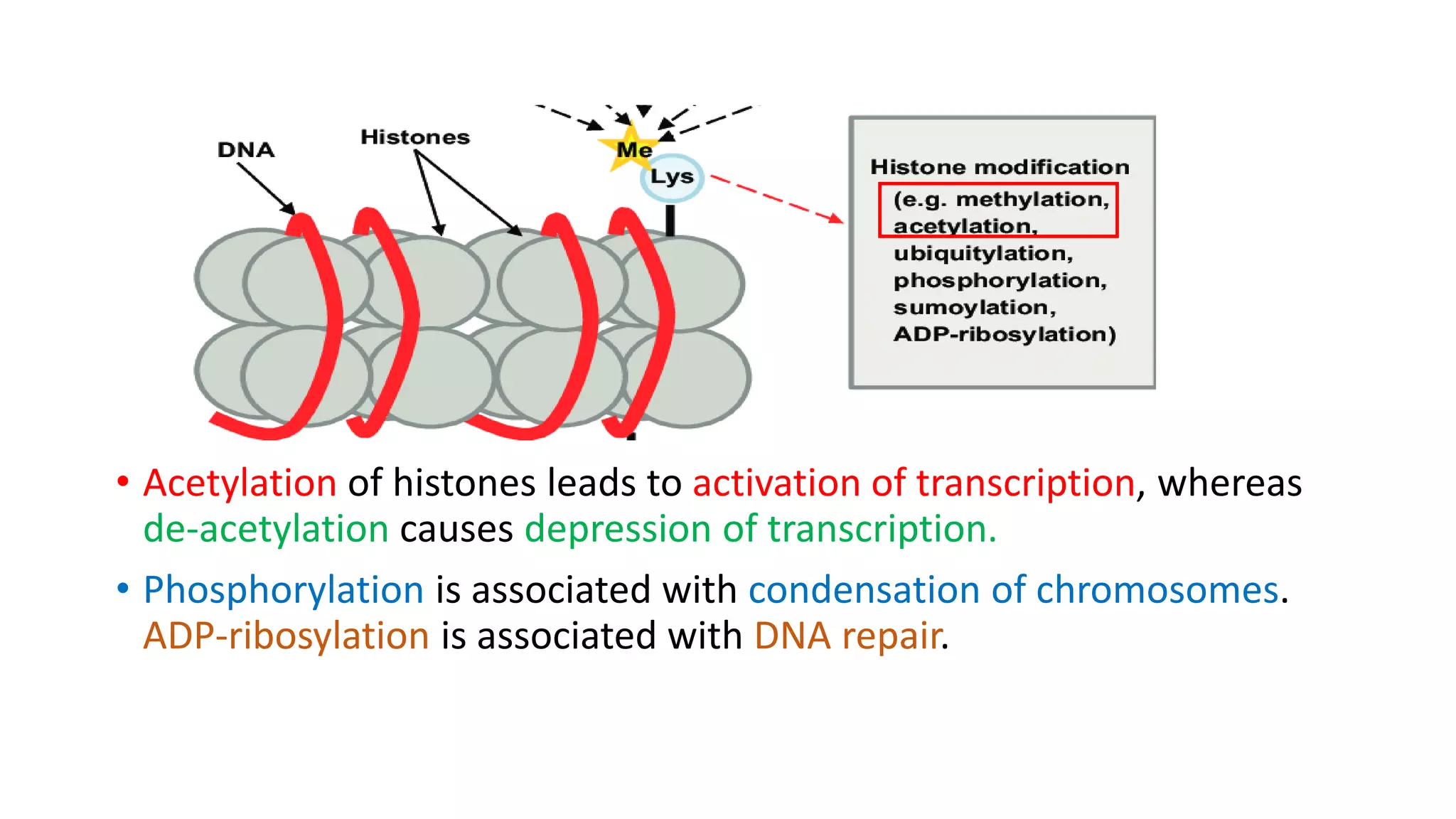 • Acetylation of histones leads to activation of transcription, whereas
de-acetylation causes depression of transcription.
• Phosphorylation is associated with condensation of chromosomes.
ADP-ribosylation is associated with DNA repair.
 