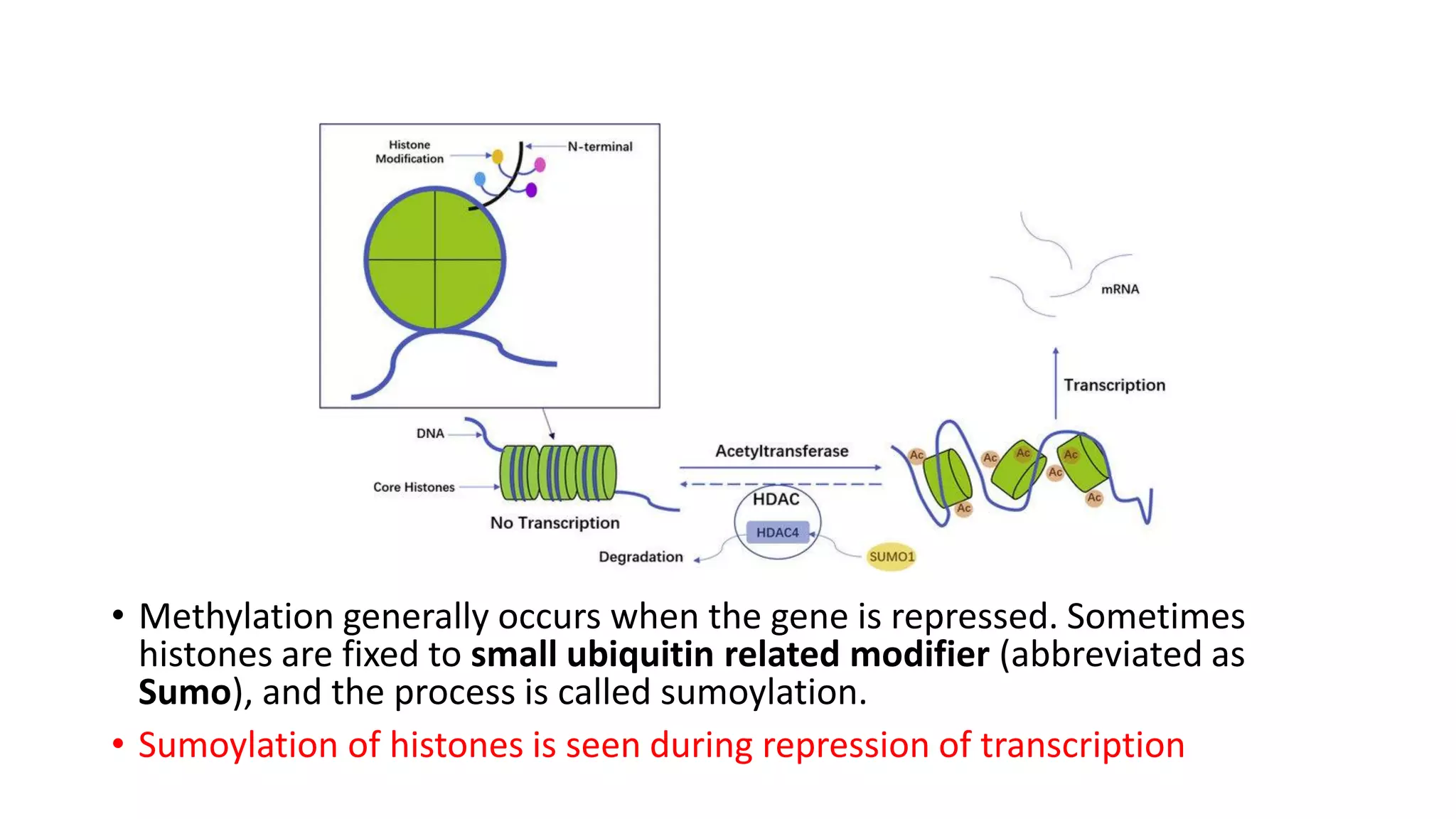 • Methylation generally occurs when the gene is repressed. Sometimes
histones are fixed to small ubiquitin related modifier (abbreviated as
Sumo), and the process is called sumoylation.
• Sumoylation of histones is seen during repression of transcription
 