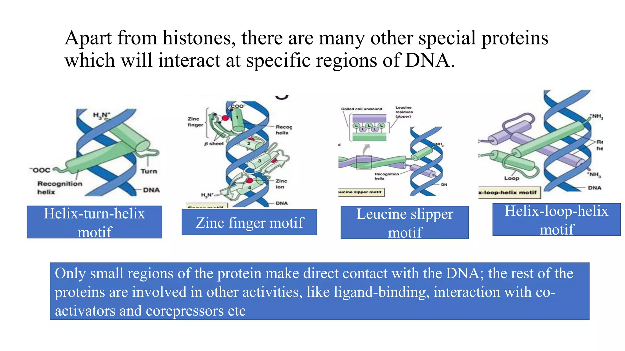 Apart from histones, there are many other special proteins
which will interact at specific regions of DNA.
Helix-turn-helix
motif
Zinc finger motif
Leucine slipper
motif
Helix-loop-helix
motif
Only small regions of the protein make direct contact with the DNA; the rest of the
proteins are involved in other activities, like ligand-binding, interaction with co-
activators and corepressors etc
 
