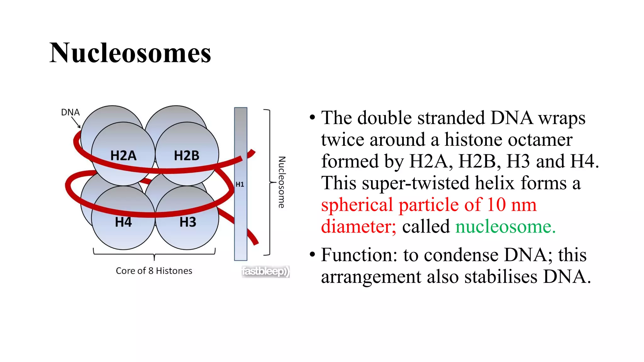 Nucleosomes
• The double stranded DNA wraps
twice around a histone octamer
formed by H2A, H2B, H3 and H4.
This super-twisted helix forms a
spherical particle of 10 nm
diameter; called nucleosome.
• Function: to condense DNA; this
arrangement also stabilises DNA.
 
