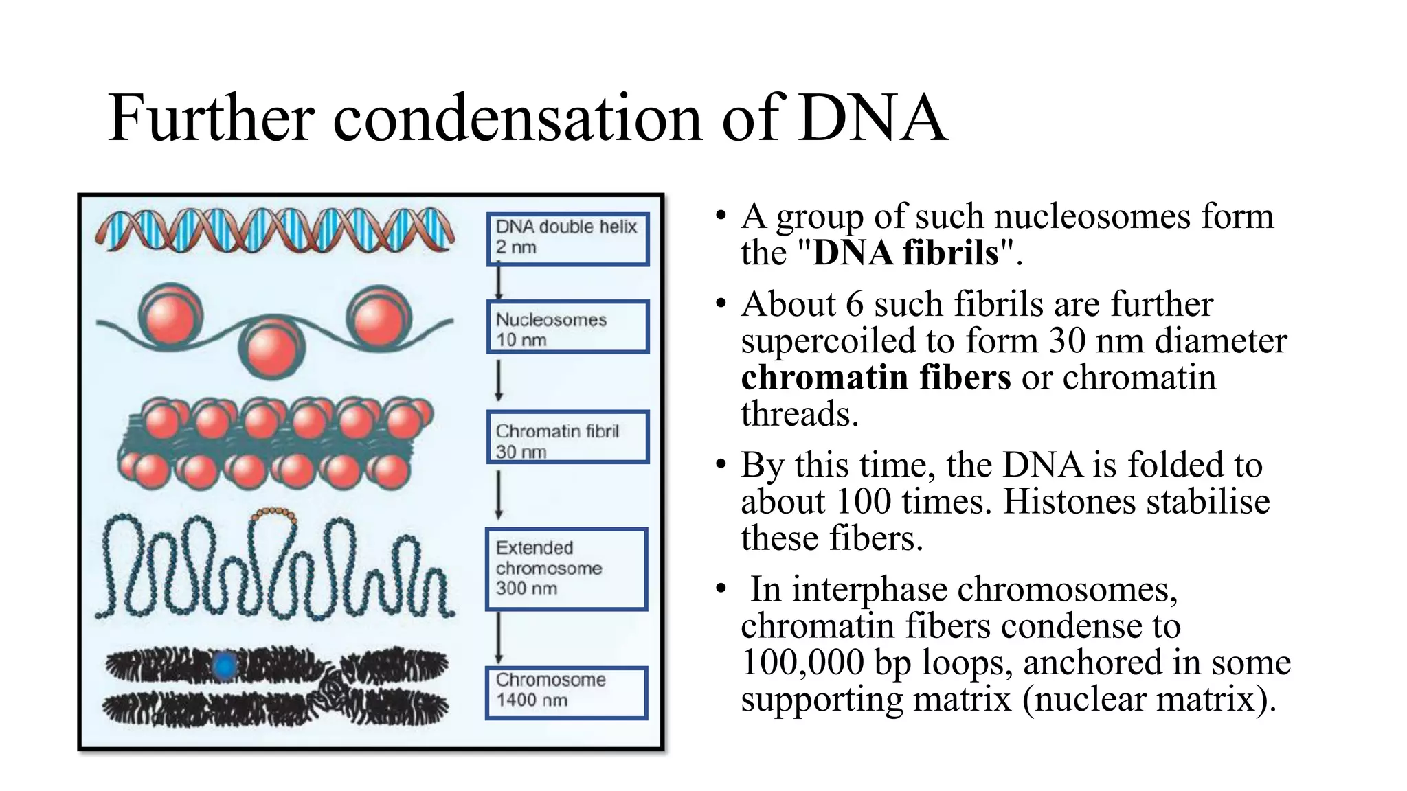 Further condensation of DNA
• A group of such nucleosomes form
the "DNA fibrils".
• About 6 such fibrils are further
supercoiled to form 30 nm diameter
chromatin fibers or chromatin
threads.
• By this time, the DNA is folded to
about 100 times. Histones stabilise
these fibers.
• In interphase chromosomes,
chromatin fibers condense to
100,000 bp loops, anchored in some
supporting matrix (nuclear matrix).
 