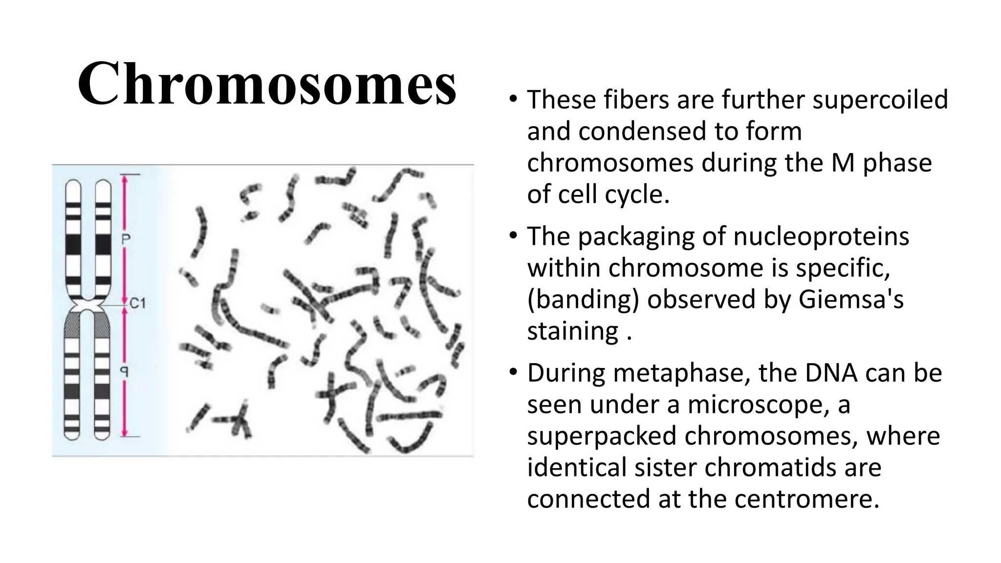 Chromosomes • These fibers are further supercoiled
and condensed to form
chromosomes during the M phase
of cell cycle.
• The packaging of nucleoproteins
within chromosome is specific,
(banding) observed by Giemsa's
staining .
• During metaphase, the DNA can be
seen under a microscope, a
superpacked chromosomes, where
identical sister chromatids are
connected at the centromere.
 