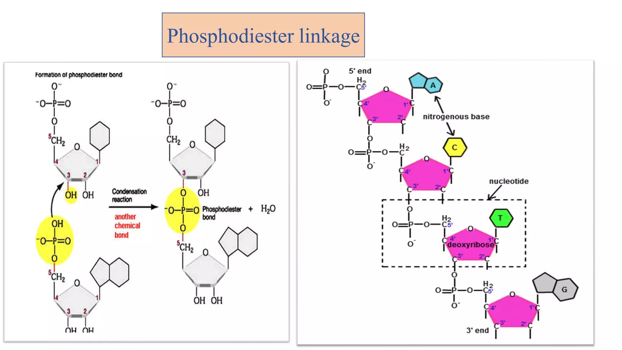 Phosphodiester linkage
 